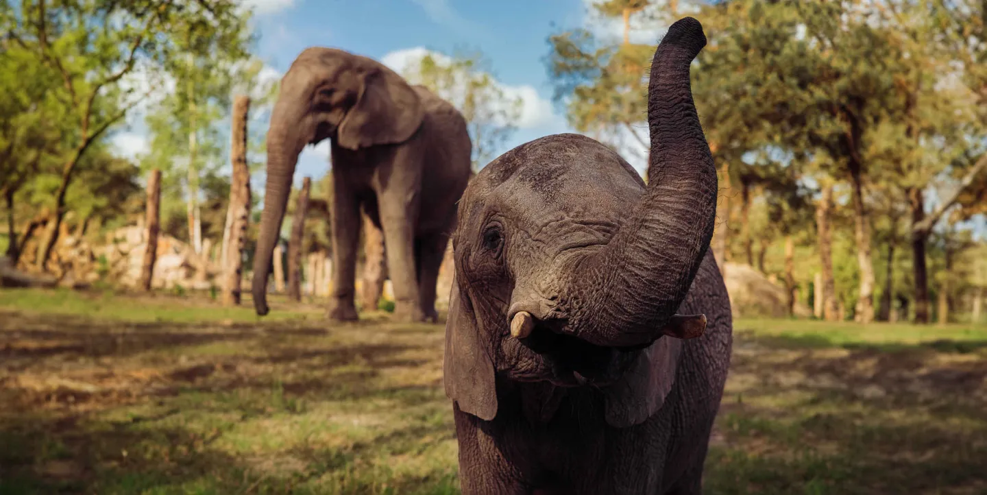 Safaripark Beekse Bergen